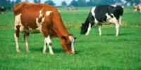150313161327_genetically_modified_meat_512x288_thinkstock